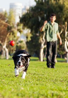 Do Dogs Actually Like Playing Fetch