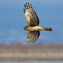 Northern harrier - Wikipedia