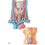 Thyroid Gland: Anterior View