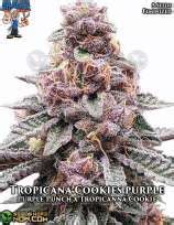 Tropicana Cookies Purple from Dr. Blaze | strains.io | cannabis marijuana strain info