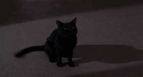 Blackcat Meow GIF - Blackcat Black Cat - Discover & Share GIFs