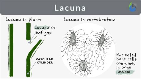 Lacuna Definition and Examples - Biology Online Dictionary