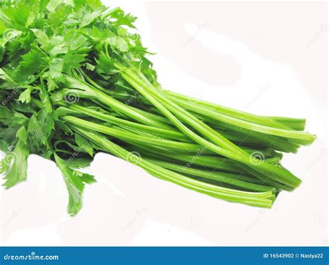 Celery vegetable for salad stock photo. Image of leaf - 16543902