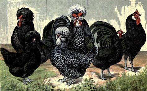 French Breeds of Chickens - The Poultry Pages