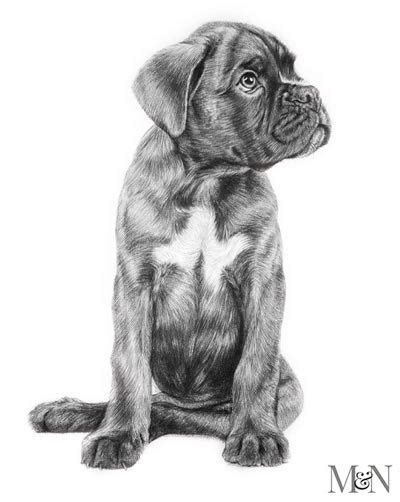 Pencil Pet Portraits - Pet Portraits by Melanie Phillips