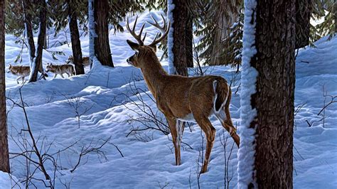 Deer in the winter forest - Painting art wallpaper - backiee