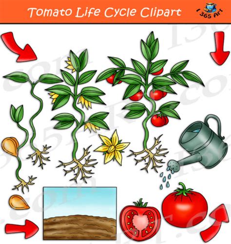 Tomato Life Cycle Clipart Set Download - Clipart 4 School