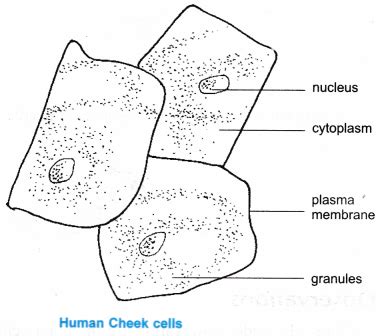 ncert-class-9-science-lab-manual-slide-of-onion-peel-and-cheek-cells-9 | Science lab, Cell ...