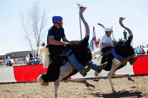 Ostrich racing originated in Africa and eventually made its way over to the United States ...