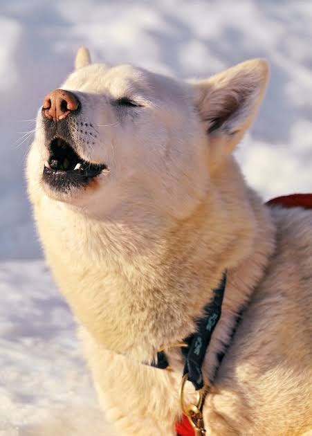 Why Do Dogs Howl? Types Of Howling