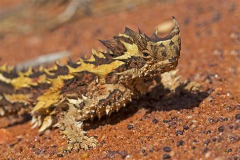 16 Spikey Thorny Devil Facts - Fact Animal