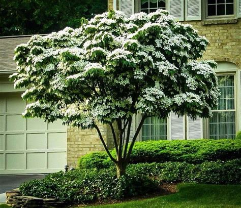 19 Dwarf Ornamental Trees to Grow | Ornamental Dwarf Evergreen Trees