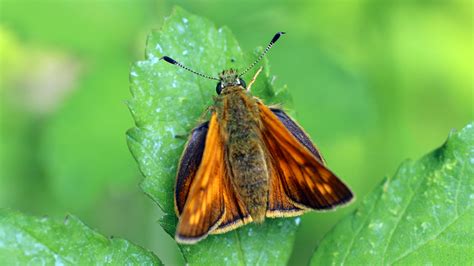 Skipper butterfly identification - projectstorm