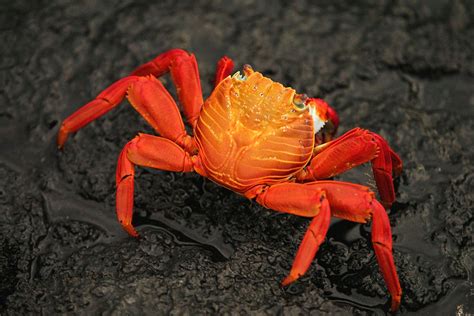 The Malacostraca Family: Crabs, Lobsters, and More