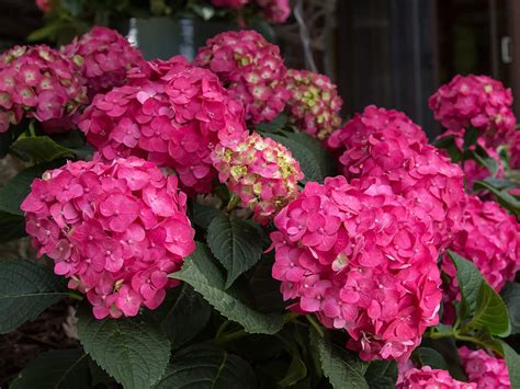 Hydrangea, Bigleaf Summer Crush - Campbells Nursery