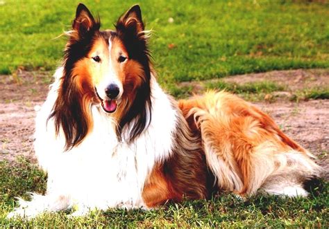 Collie Lassie Dog Breed | Images and Photos finder