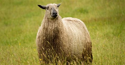 Wool Sheep Breeds List [Fine Wool & Long Wool Breeds of Sheep]