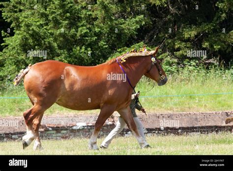 The Suffolk Punch horse in the show Stock Photo - Alamy