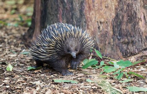 The Wildlife of Fraser Island (K'gari) - Fraser Island Realty