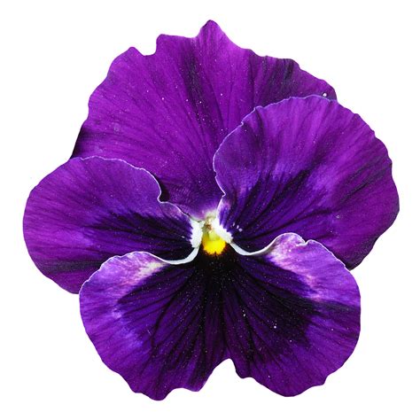Pansy Flower PNG Image | Pensamientos (flor), Flores púrpura, Fotos de flores