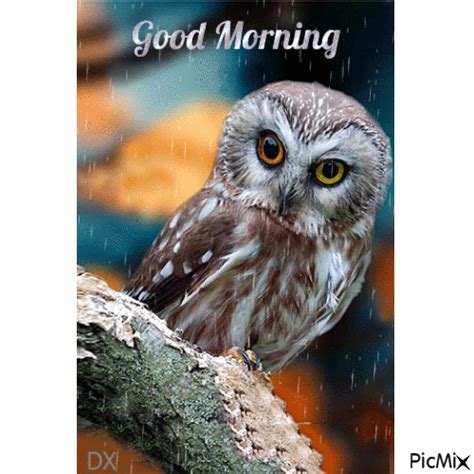 Good Morning Owl Gif Pictures, Photos, and Images for Facebook, Tumblr, Pinterest, and Twitter