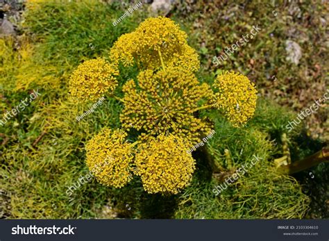 Flowering Ferula Plant Species Ferula Lancerotensis Stock Photo ...