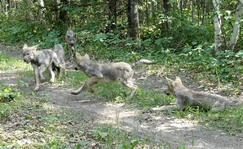 Wolf pups playing and a pack on the move - NatureSpy