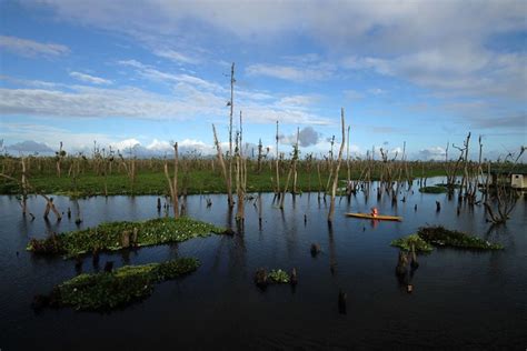 Agusan Marsh Wildlife Sanctuary: An Overnight Eco-Cultural Tour at ...