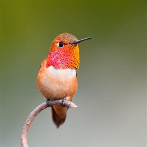 10 Incredible Hummingbird Species You Could See in Your Backyard | Family Handyman