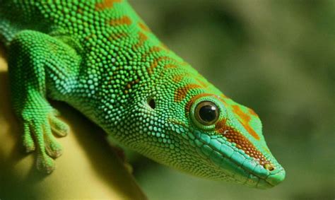 Madagascar Giant Day Gecko - Los Angeles Zoo and Botanical Gardens