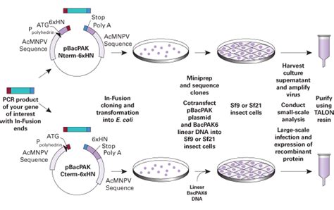 Baculovirus expression system: a complete system