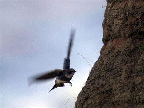 Council urged to take down cliff nets stopping sand martins nesting ...