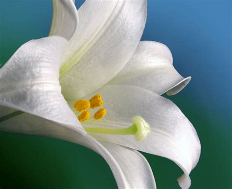 Easter Lily | Photoshop background | photoholic1 | Flickr