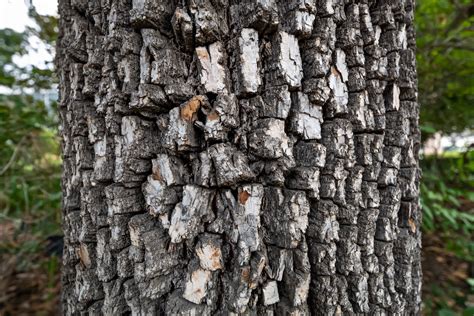 The Beauty of Persimmon Tree Bark: Characteristics and Uses - Minneopa ...