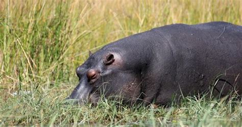 Big Hippo Hippopotamus Amphibius Natural Habitat Stock Footage Video (100% Royalty-free ...