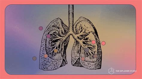 Respiratory System Gif