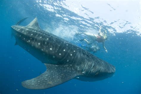 Swim with Whale Sharks: Eco-tourism in Mexico – Maritur DMC