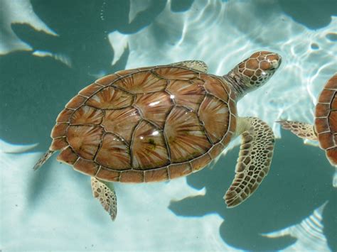 Baby Sea Turtles Free Photo Download | FreeImages