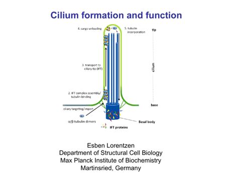 Cilium formation and function