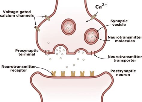 Neurotransmitters Diagram