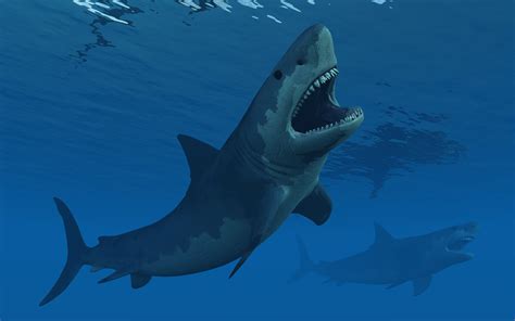 11 Fakten über Megalodon, den prähistorischen Riesenhai