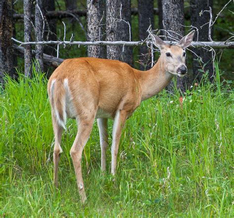 Kananaskis, Alberta Wildlife -- Wildlife in photography-on-the.net forums