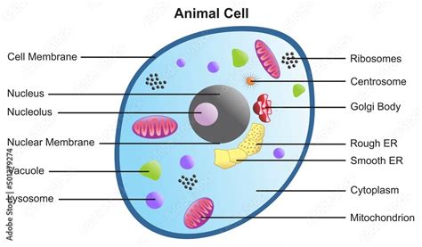 Animal cell anatomical structure with all parts including cell membrane nucleus nucleolus ...