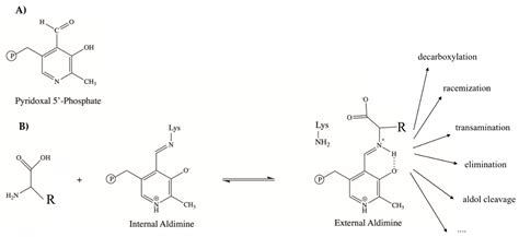 IJMS | Free Full-Text | Pyridoxal 5′-Phosphate-Dependent Enzymes at the ...