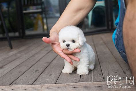 Winston - Bichon Frise – Rolly Teacup Puppies