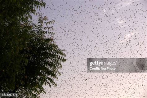 Locust Attack India Photos and Premium High Res Pictures - Getty Images