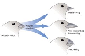 Natural Selection And Darwin's Theory of Biological Evolution