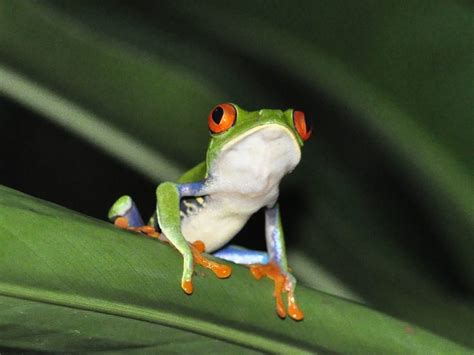 Red Eyed Tree Frog Care (The Complete Habitat, Diet, and Care Guide)