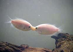 Kissing Gourami - Labyrinth Fish Care