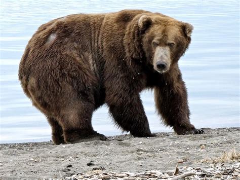 747, A Bear Aptly Named After A Jetliner, Is Katmai National Park's Fat ...